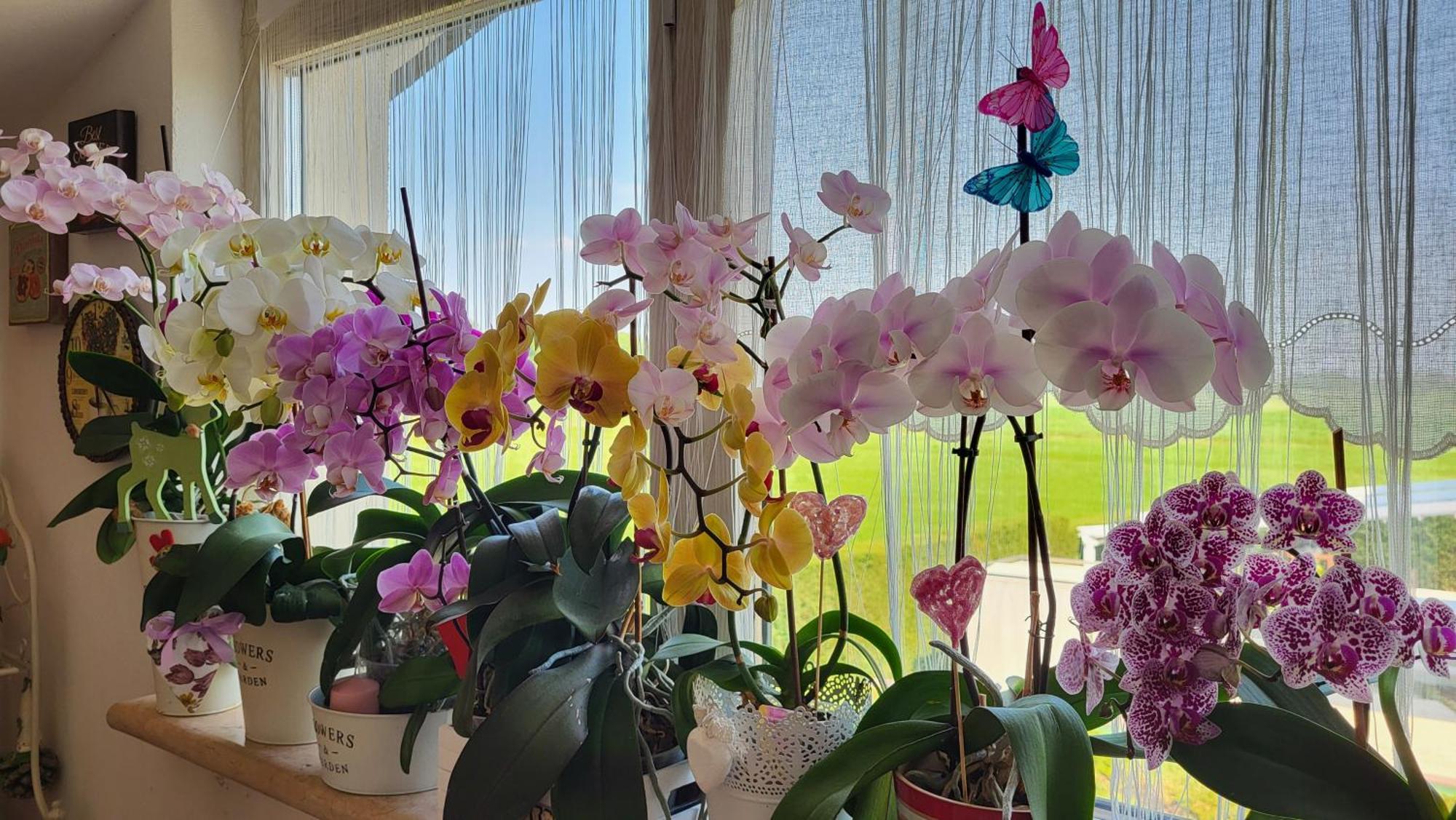B&B A Casa Di Eleonora 빌라프랑카 디 베로나 외부 사진